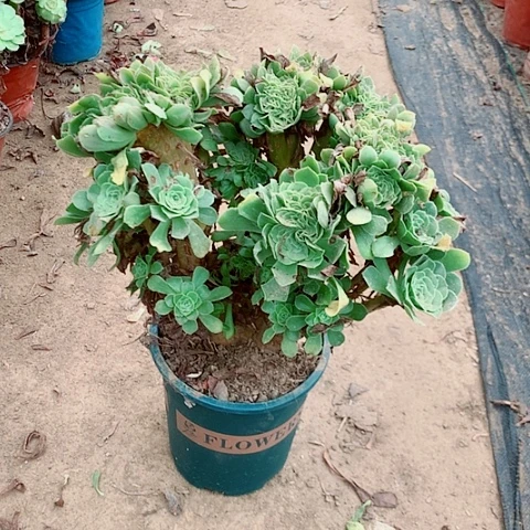 绿杨蓉缀多肉植物法师38号