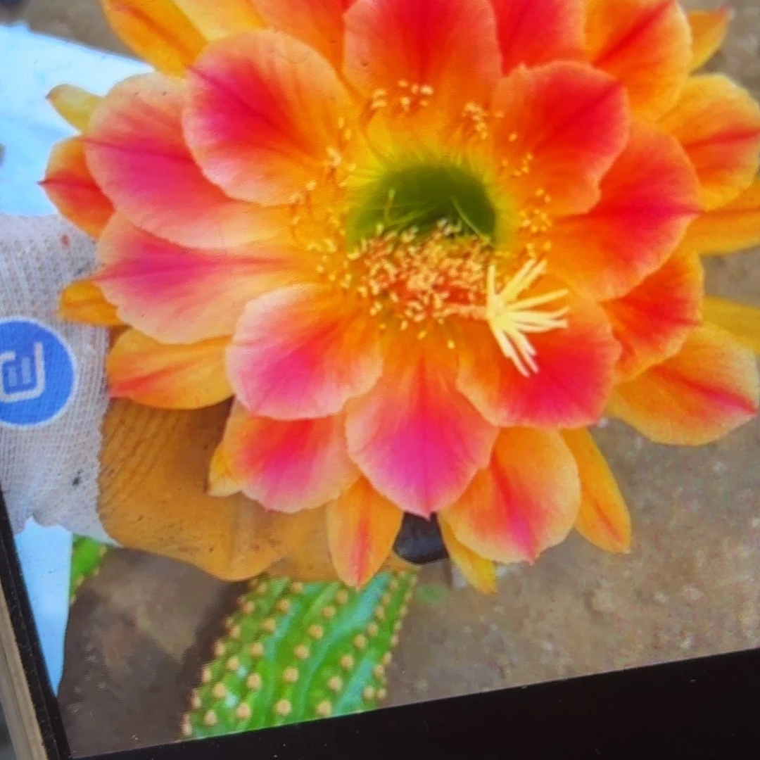 Sis毛侧牙20包邮南棚