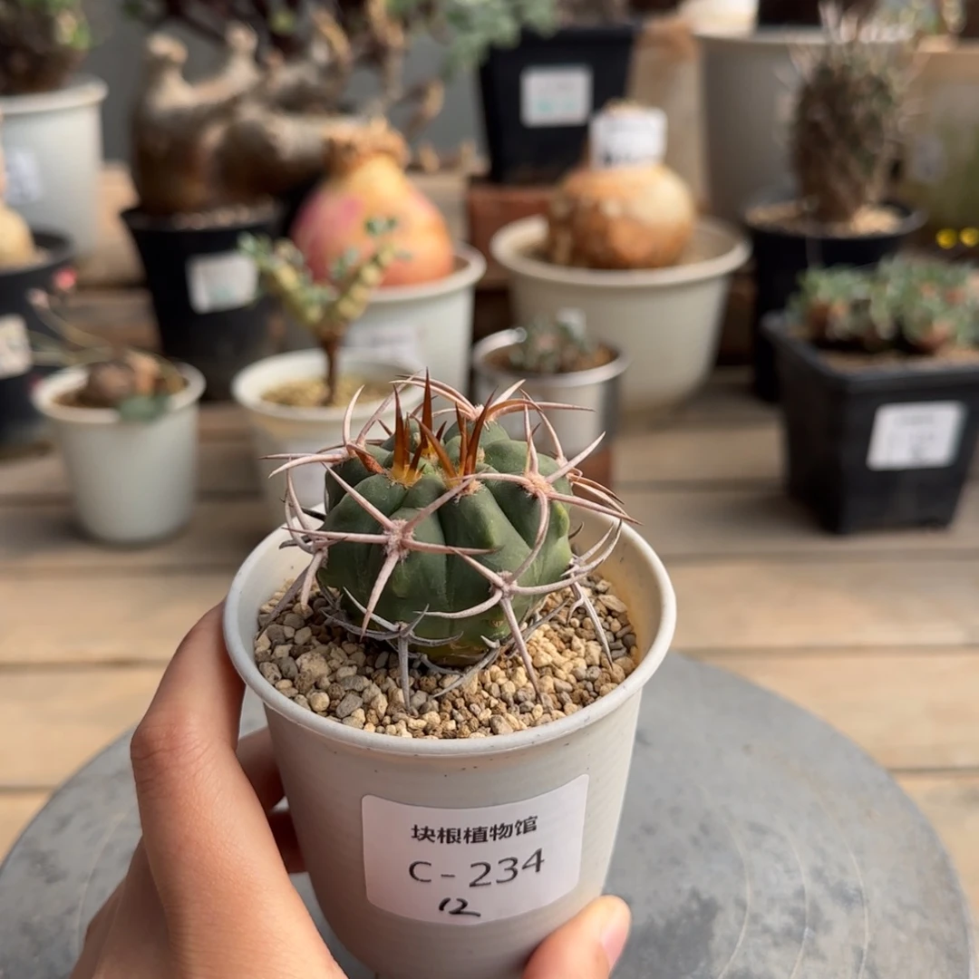 234仙人球满50包邮不带盆