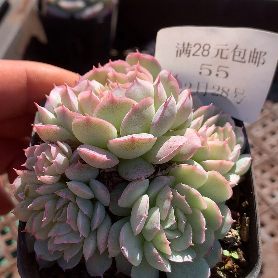 【闪购商品】云55号天空之城7厘米