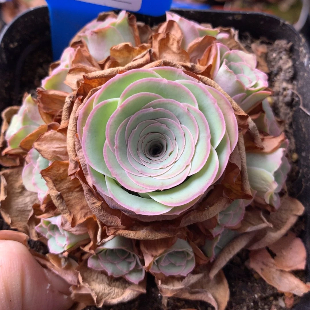 一物一拍星辰雪霁042