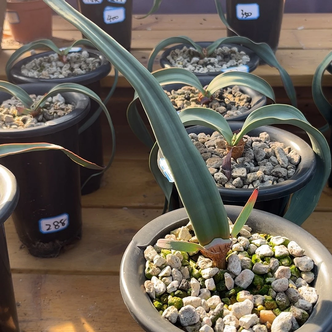 吸管式两个叶片包在一起百岁兰