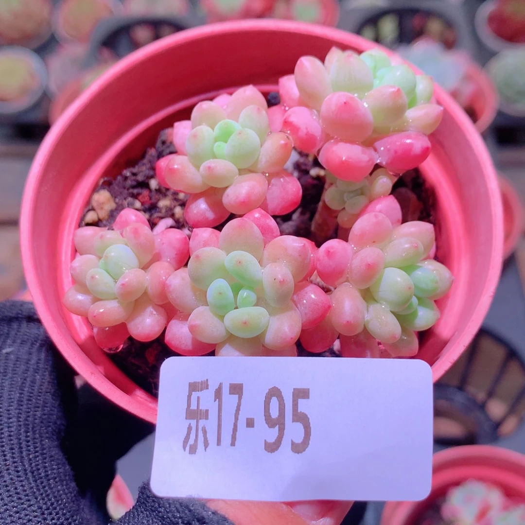 乐然17-95 洛可可群