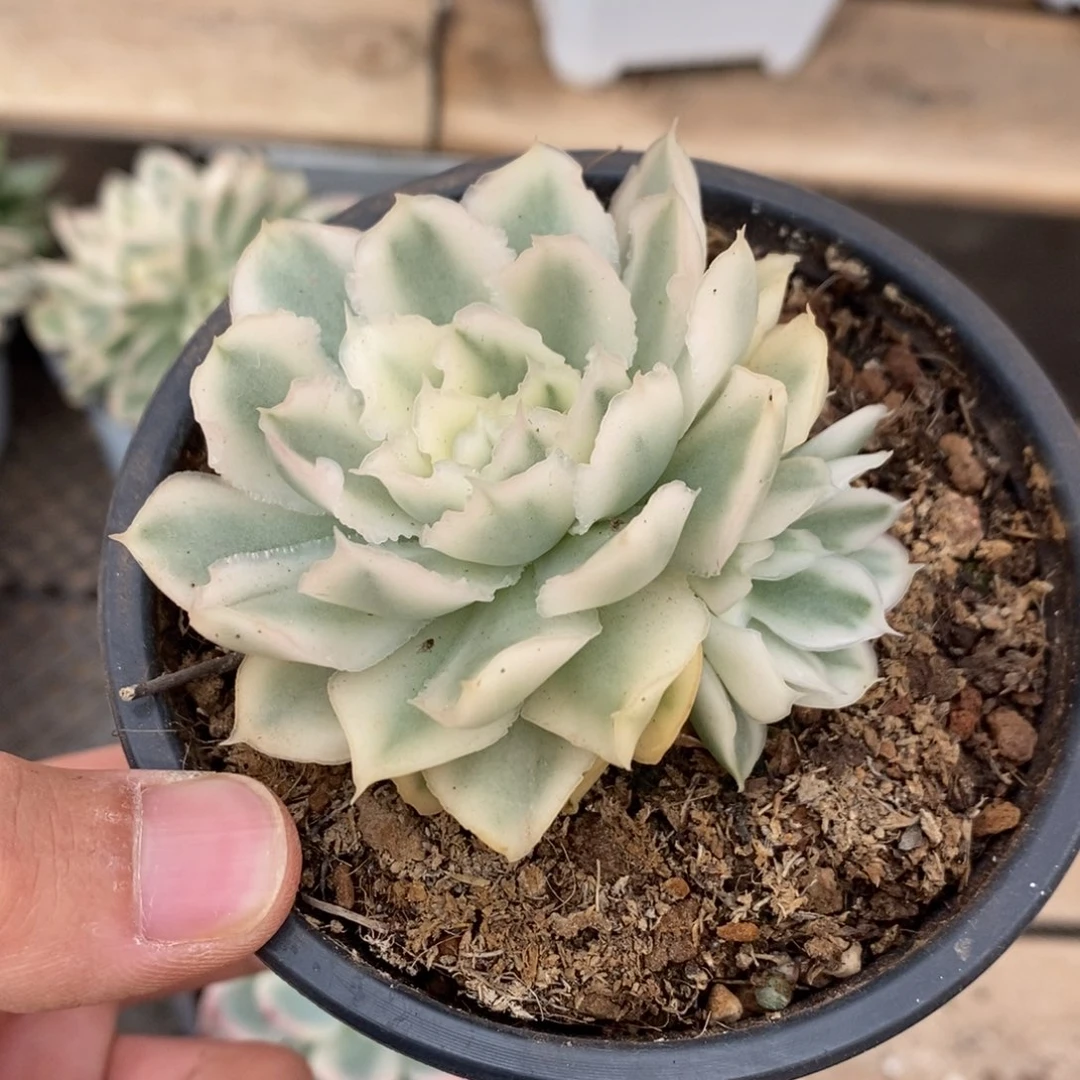 紫蝴蝶锦多肉植物6822