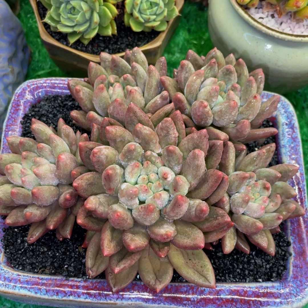 多肉植物盆栽多肉