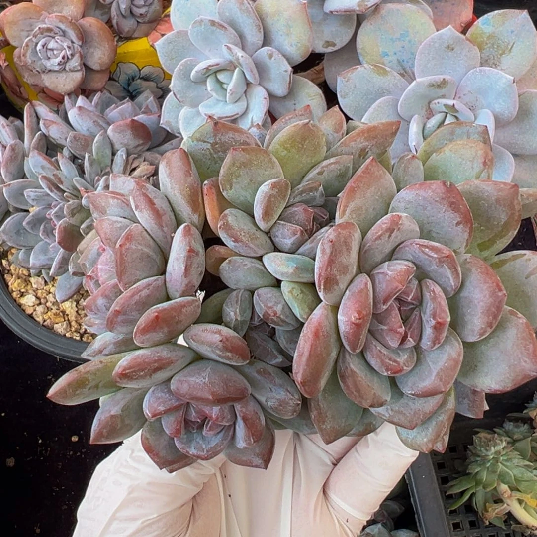 ， 新年快乐 新年快乐 新年快乐