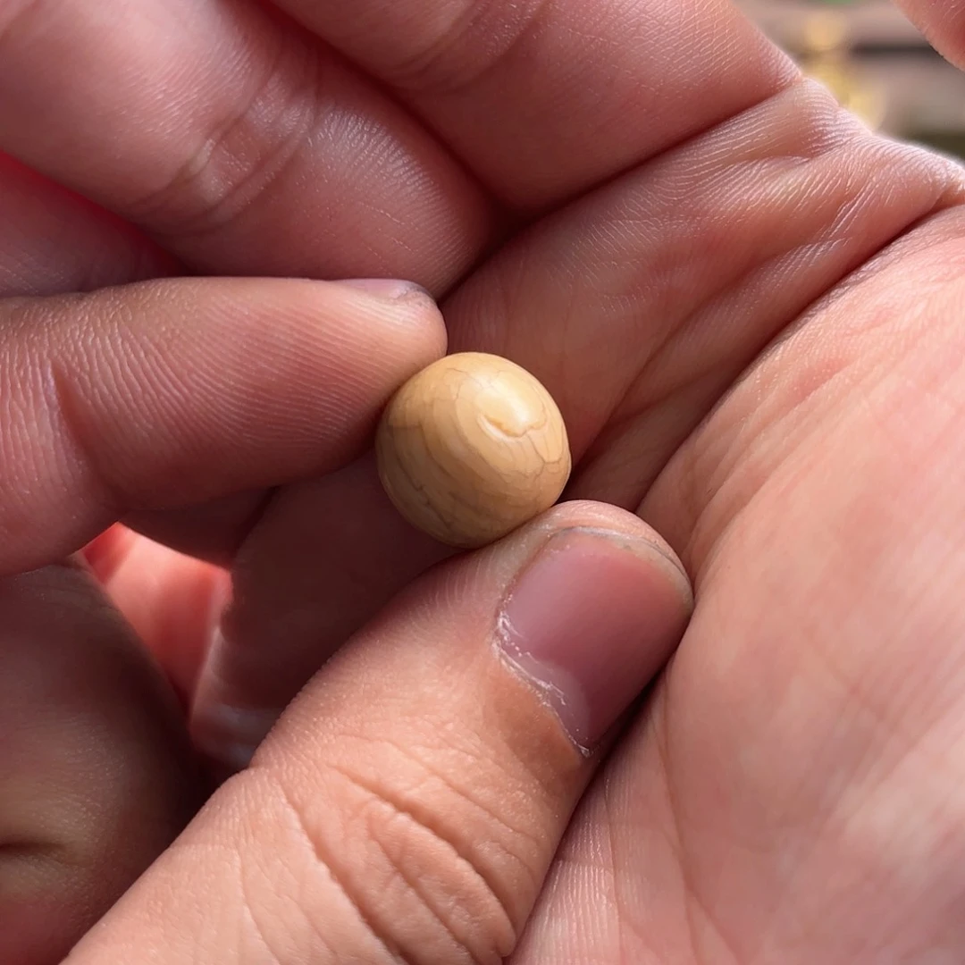 鹿骨其他?***风重中之重也会导致肥胖者