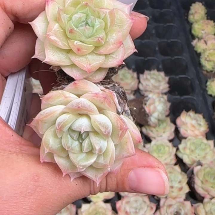 213       拍一发三