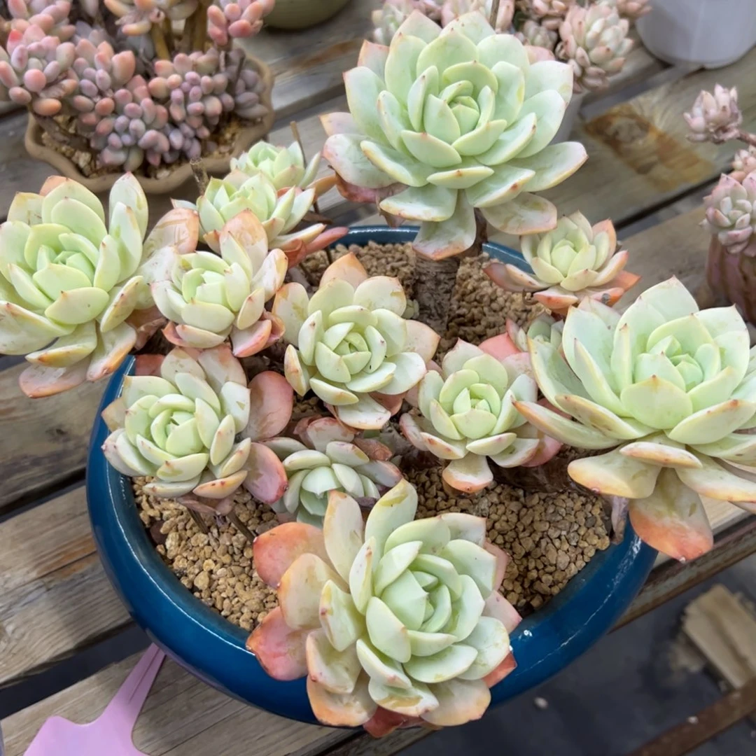 恋曲48 零零多肉植物