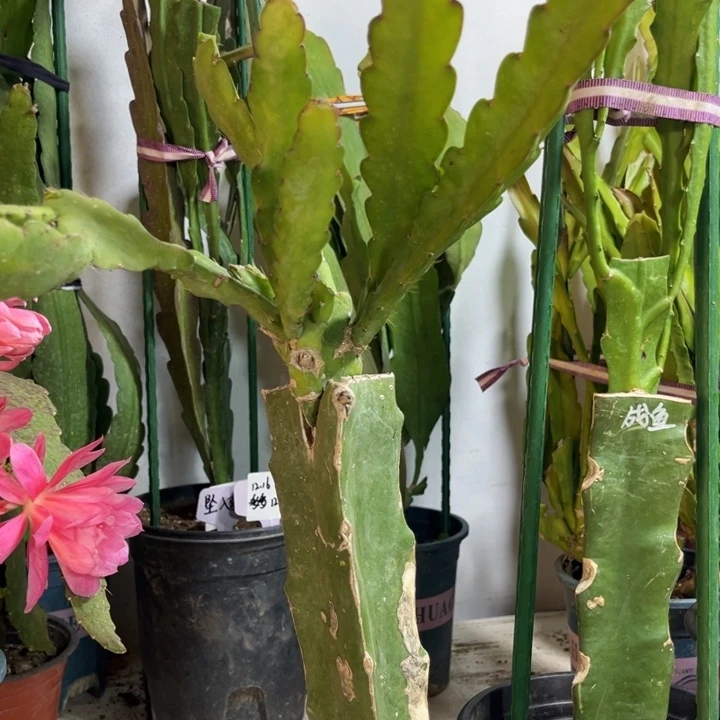 当前无花栽培后可以开花?****?北京
