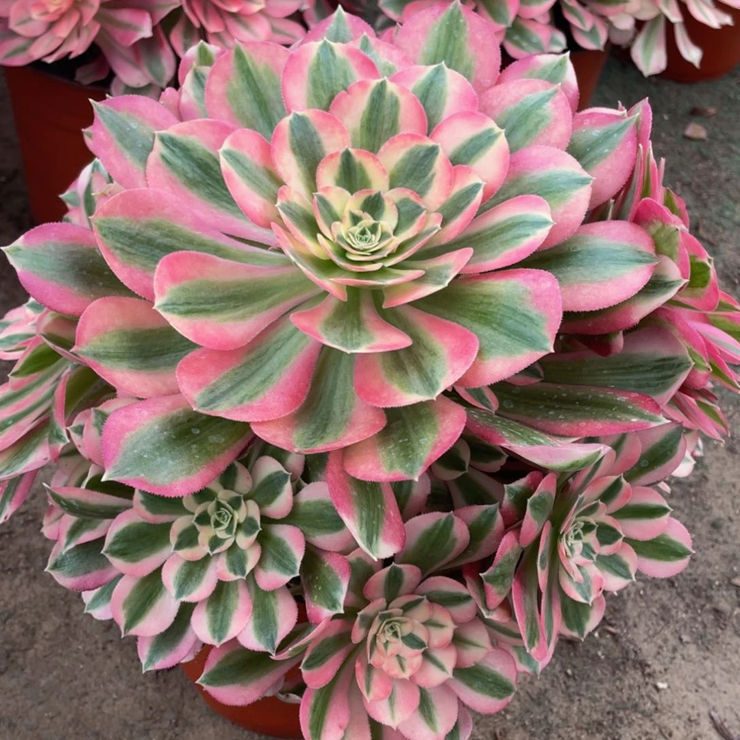 141粉女巫精品法师多肉