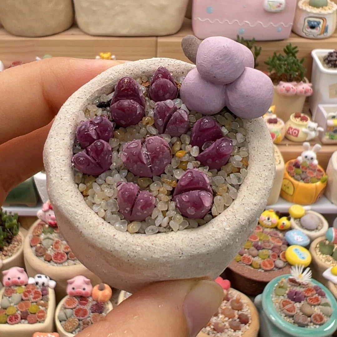 多肉植物85号紫色