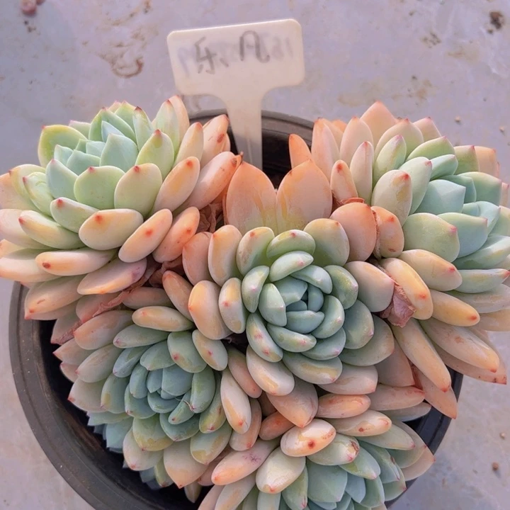 健健康康平平安安