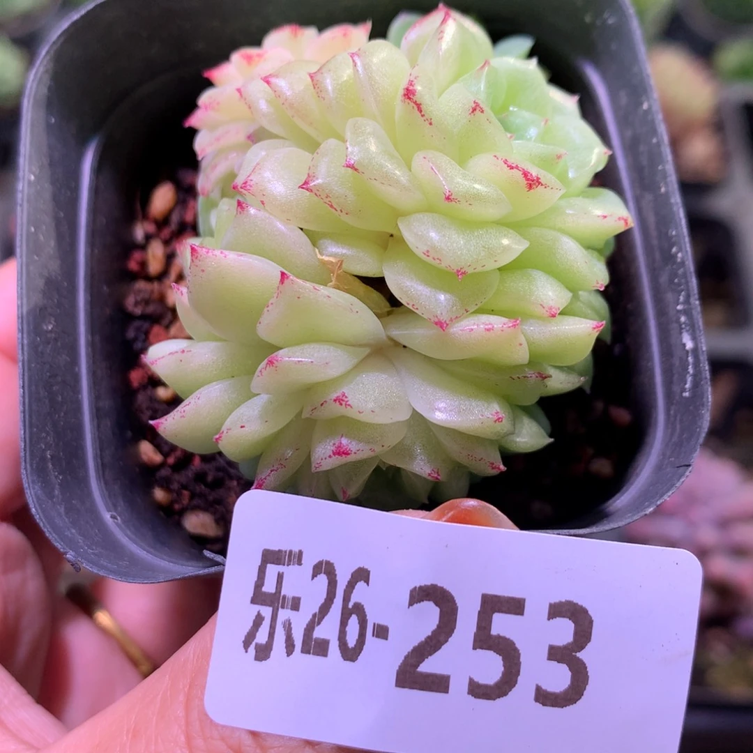 乐然26-253 麦秆群