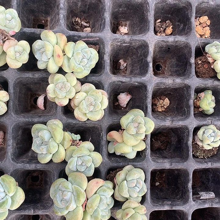 多肉植物一物一拍