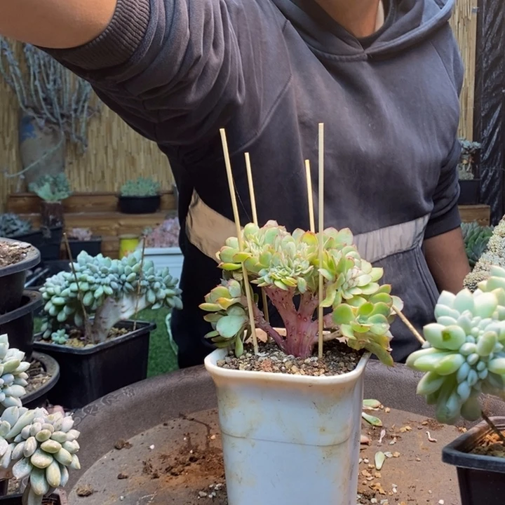简****330号号牡丹亭多肉植物