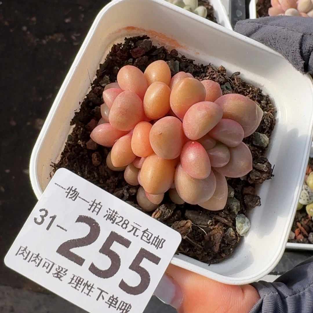 先锋派无盆土发货无盆