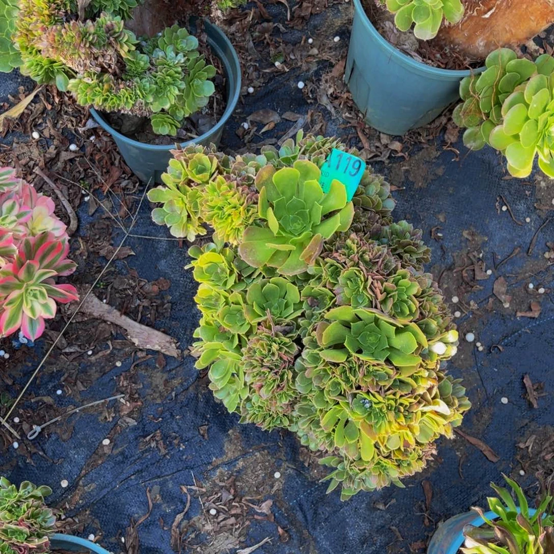 玫瑰法师朵朵缀1-2