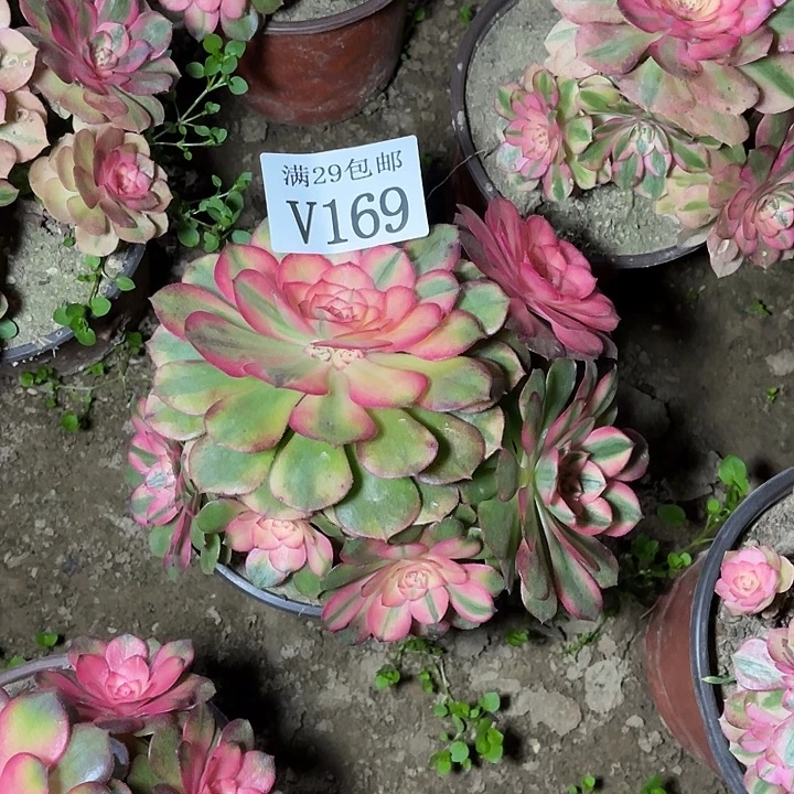 169荔枝    多肉植物