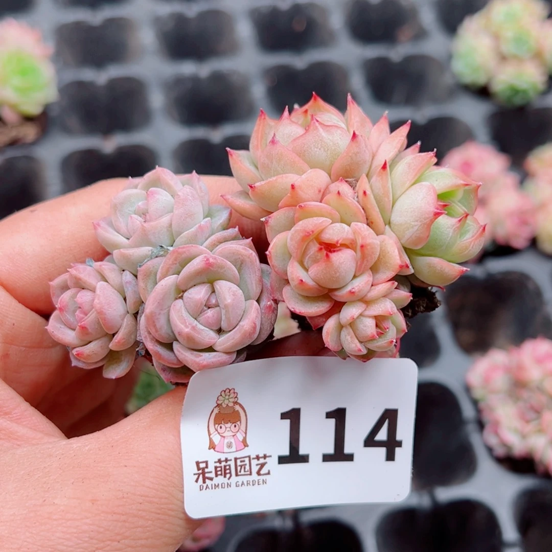 多肉植物多肉植物