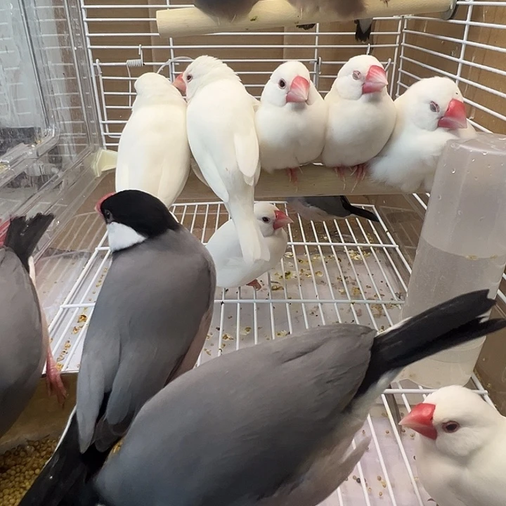 钢***刀文鸟精品成年文鸟四对包邮包活