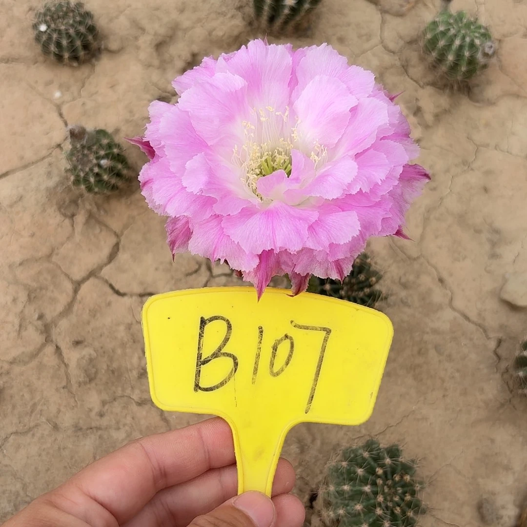 B107,多多一号瑕疵歪头