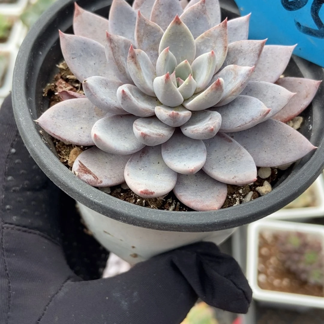 7365青鬼多肉植物保护