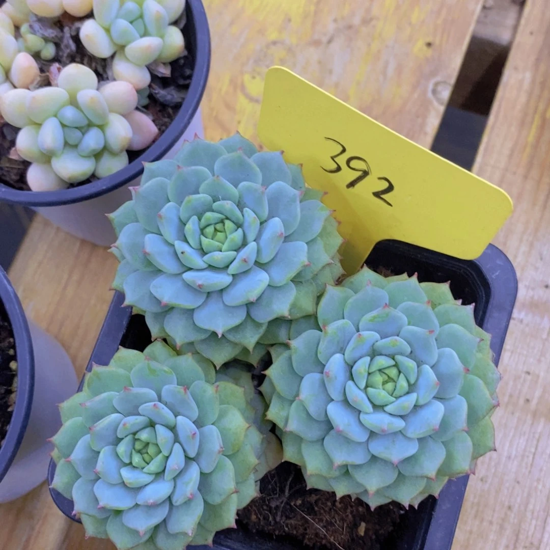 多肉植物，一图一拍，专场