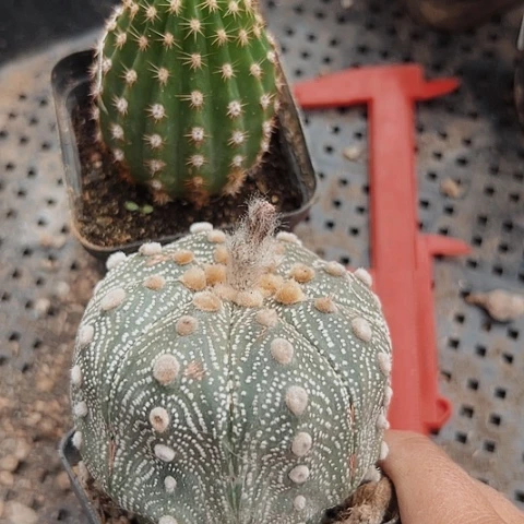 当前无花栽培后可以开花101仙人球两个