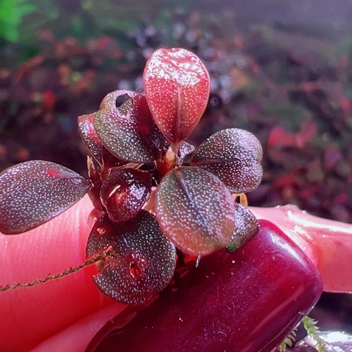 福利16号福利价植物一头