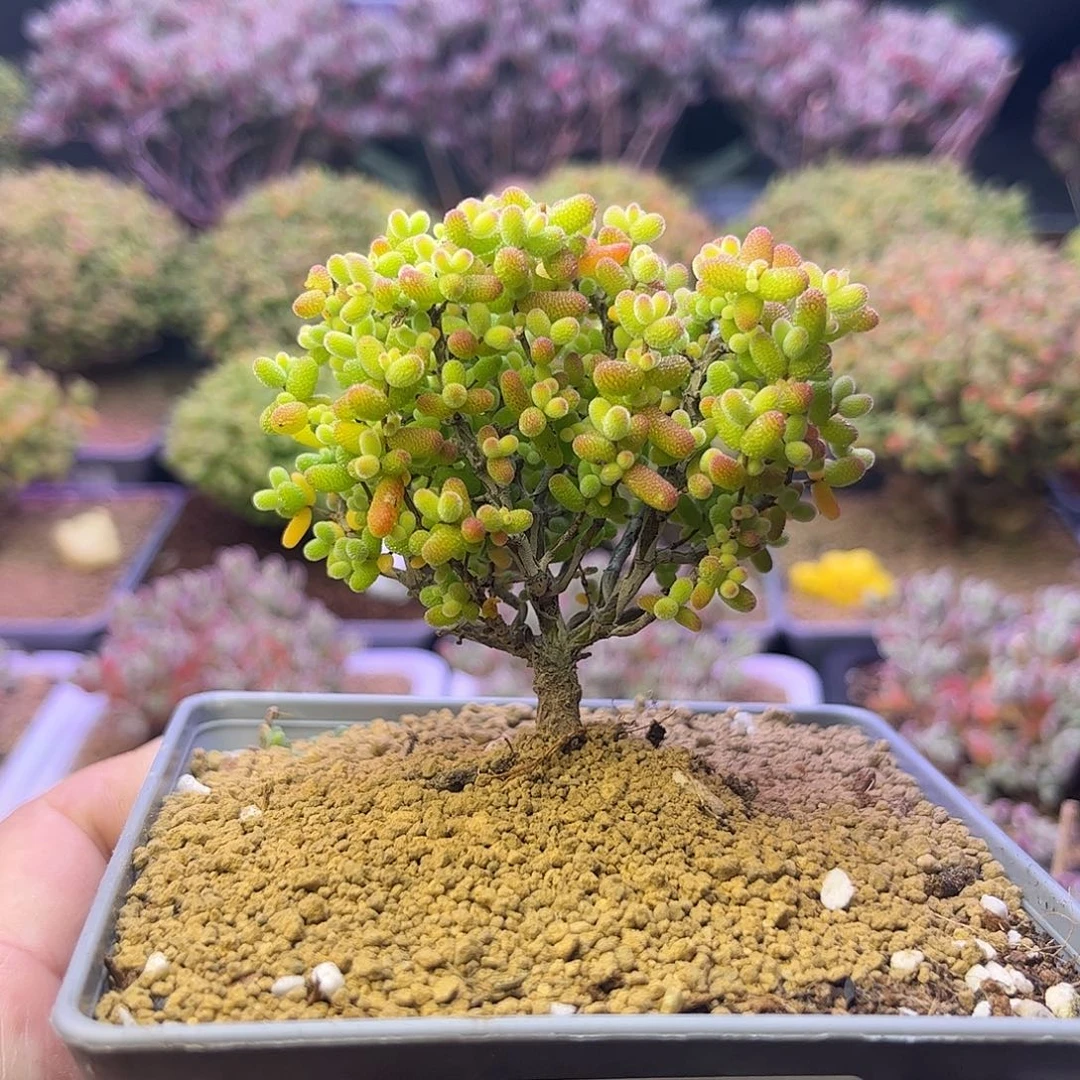 807金桔糖球枝干番杏