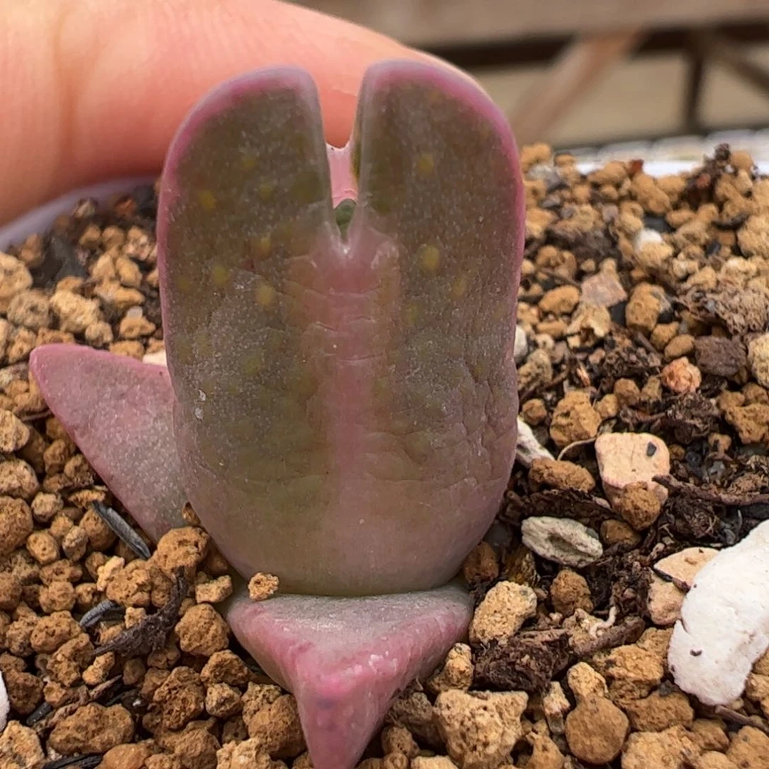 紫飞鸟多肉植物百科