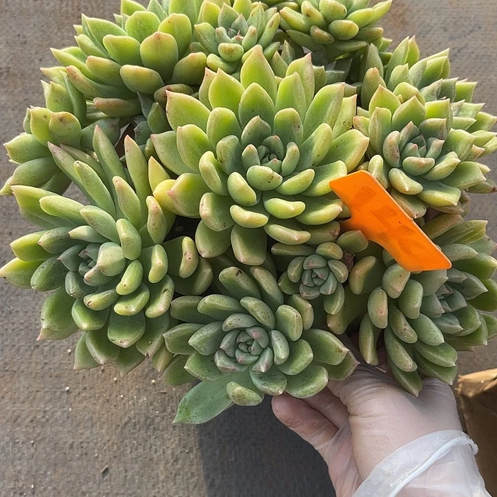 两单包邮，一物一拍璀璨140