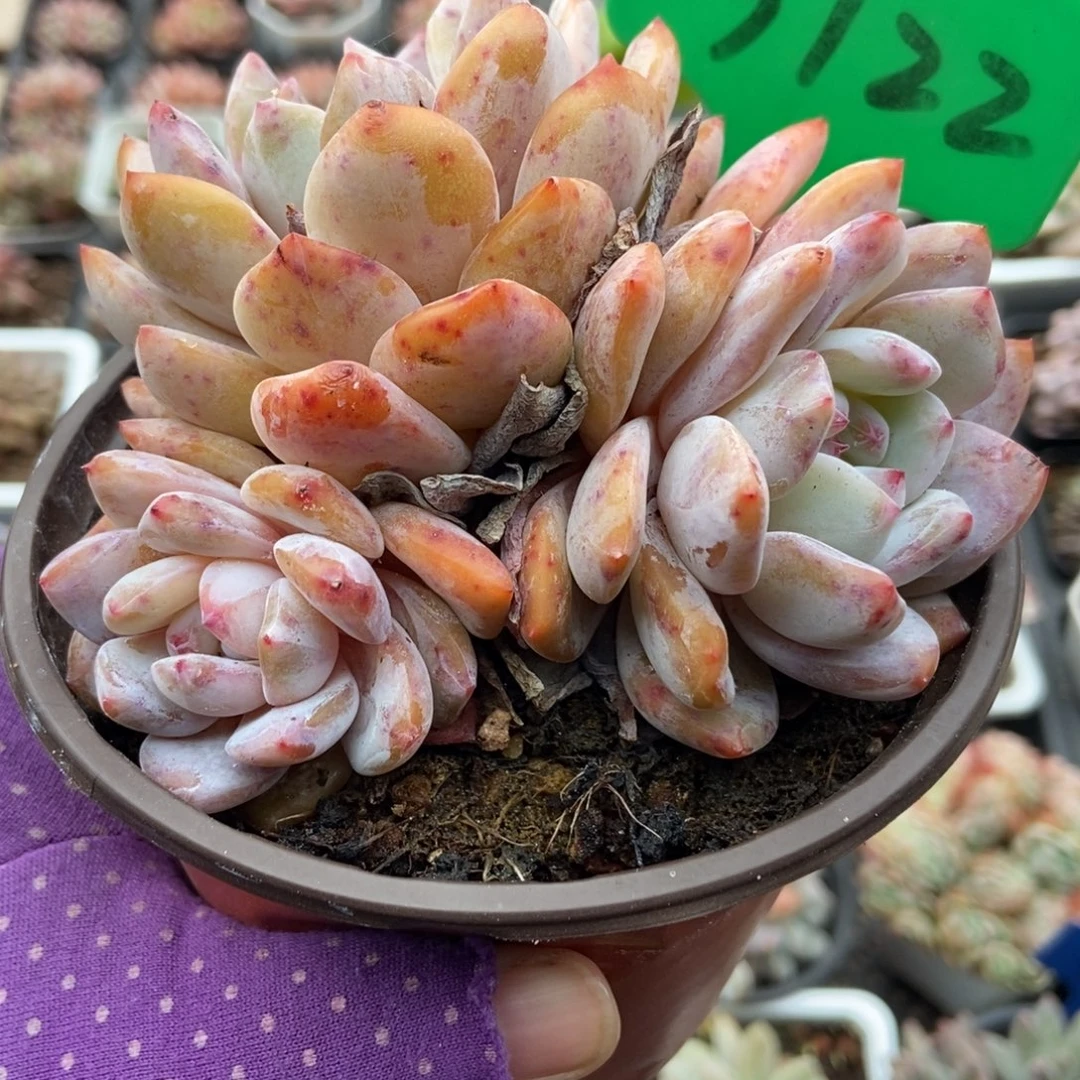 3122韩橙多肉植物