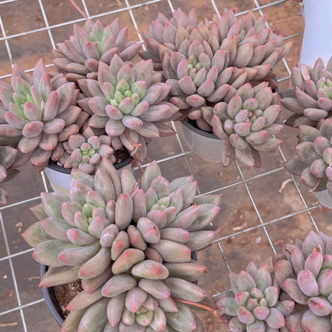 红蜻蜓一颗3头起发货