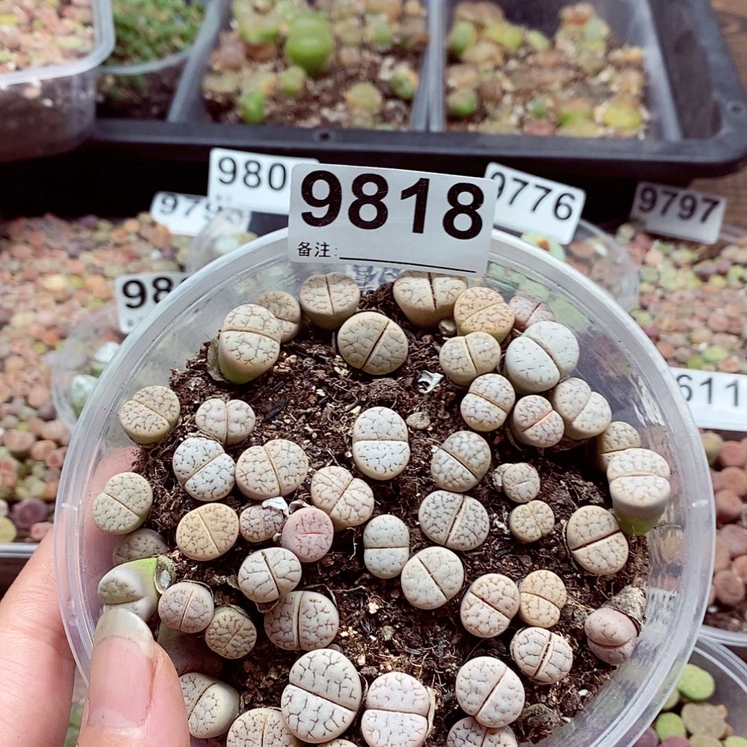 9818荒混啦啦啦啦咯