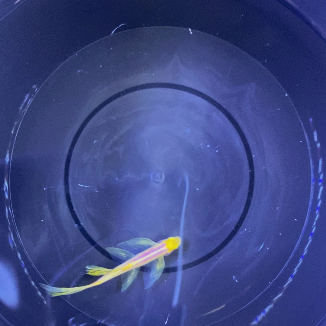 斑马鱼蝶翼斑马1紫