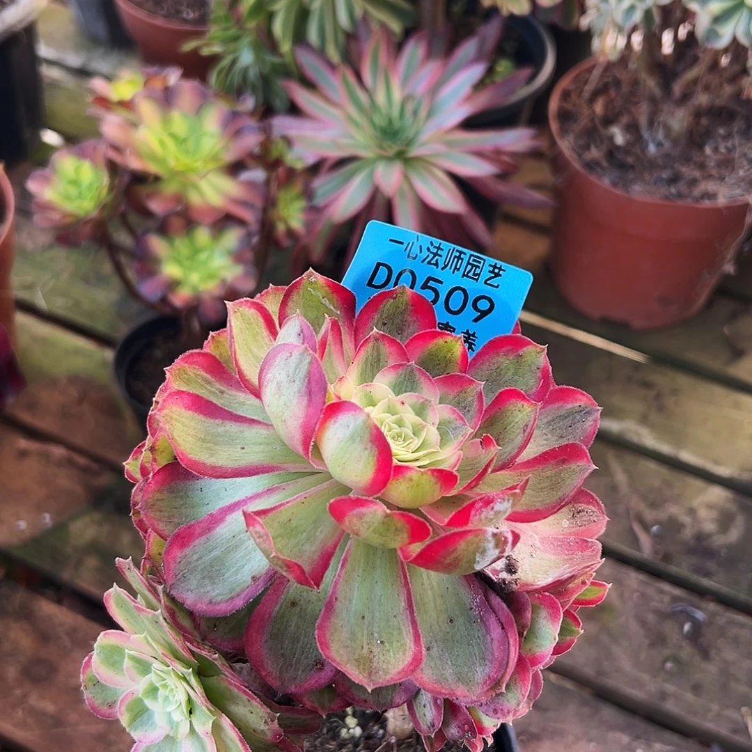 多肉植物多肉植物0509