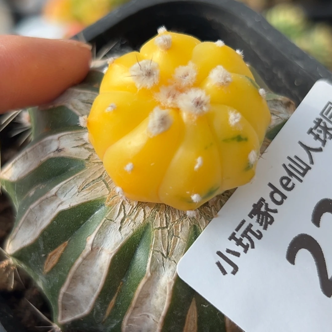 220 仙人球的比赛将