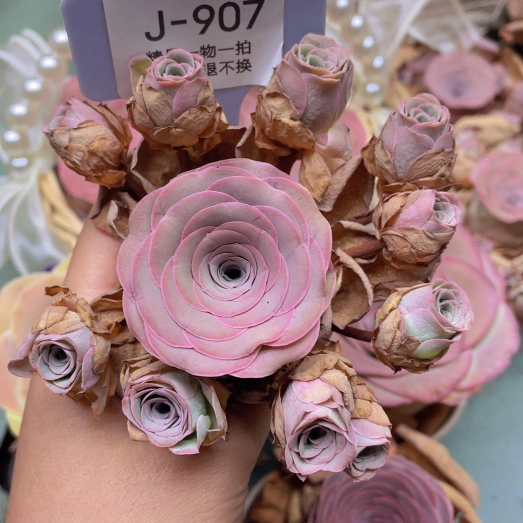 八***子山地玫瑰J907断枝不包损不售后