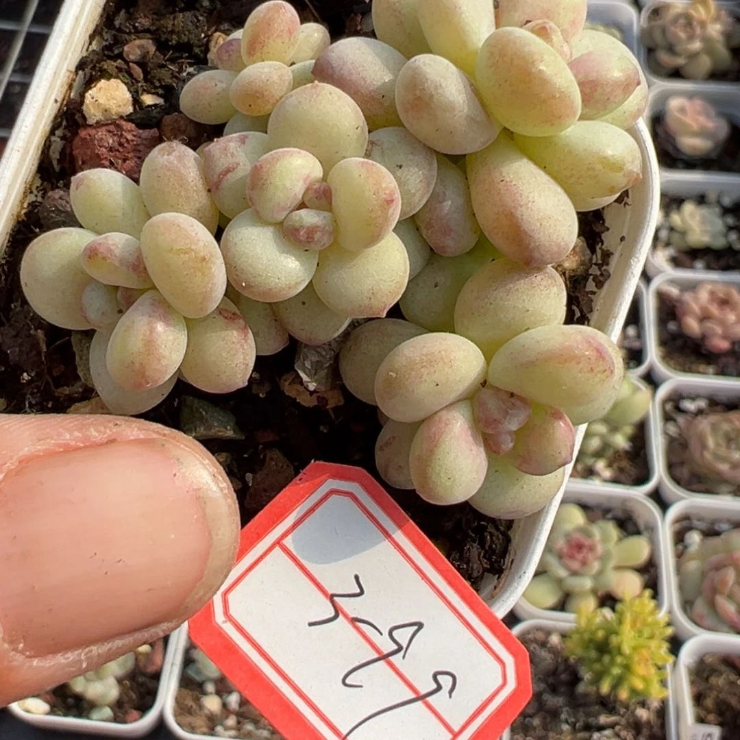 小卡拉米糖心一物一拍3-99