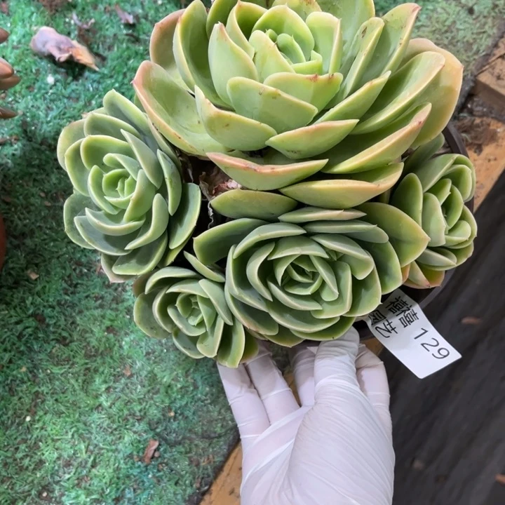 129星娜塔多肉植物