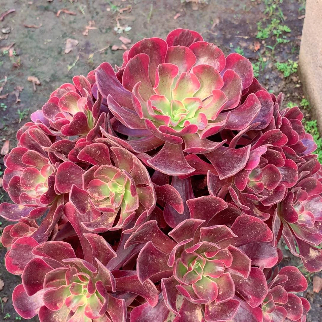 爱神捧花，多肉植物