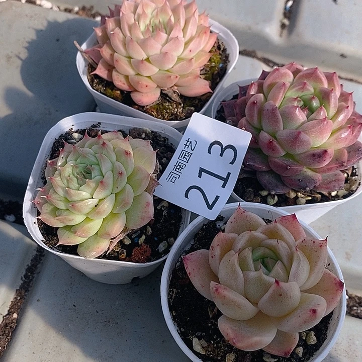 213 多肉植物盆栽花卉植物