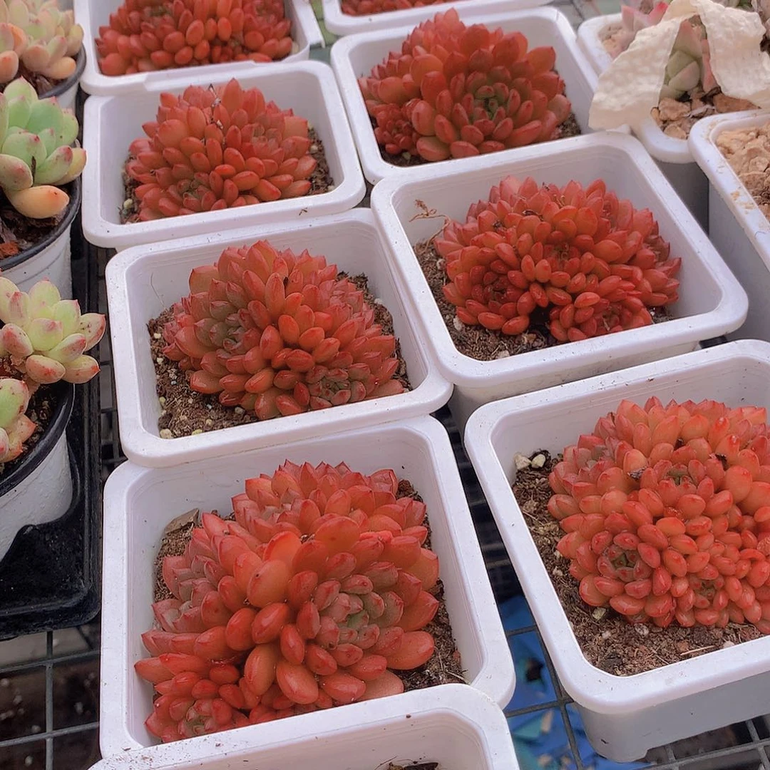 红宝石群34567789999990