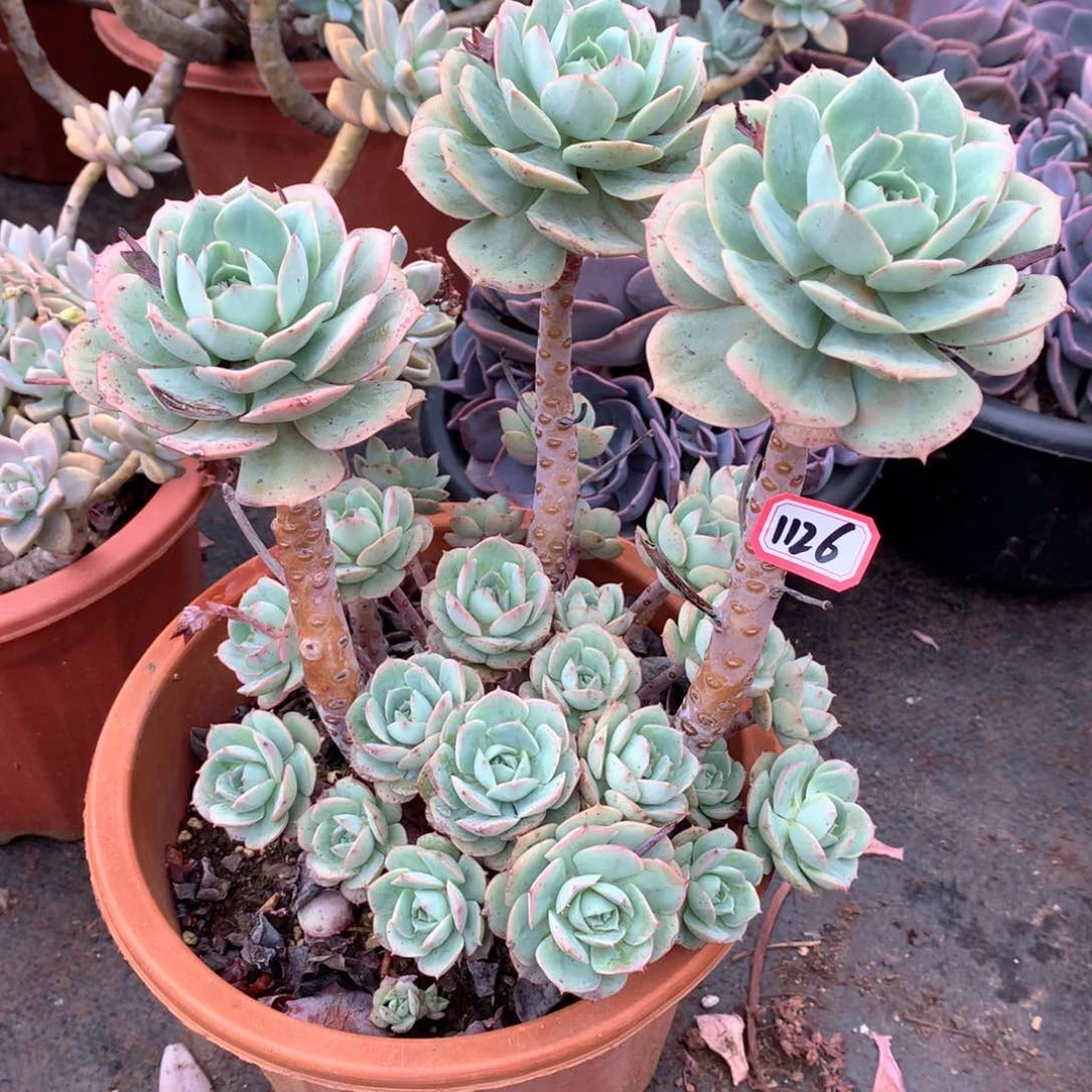 克罗地亚玫瑰1126晓晓一物一拍