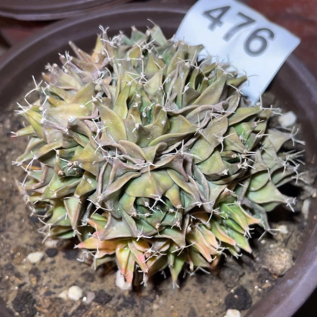 无花朵木心根 帝冠锦群体476