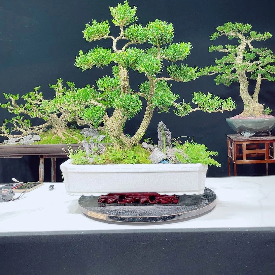 当前无花栽培后可以开花