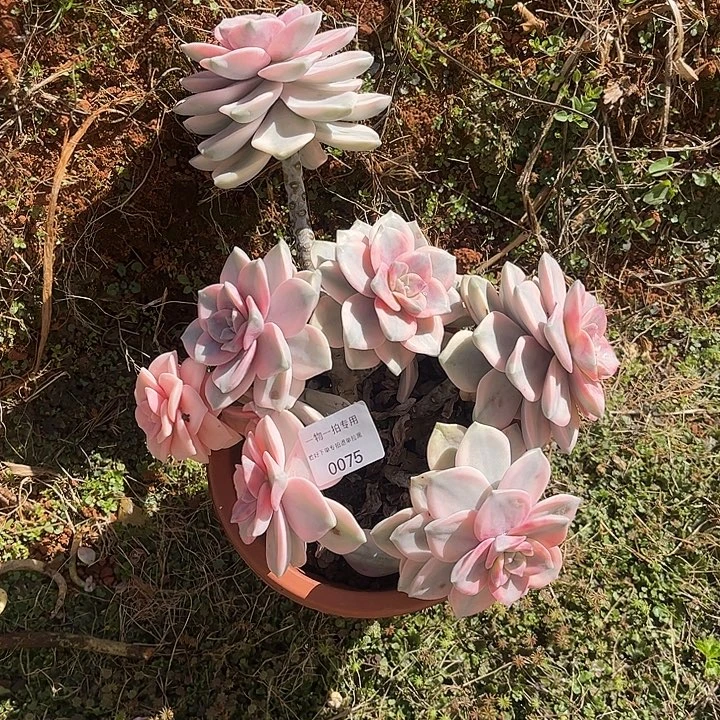 哦****紫乐锦大群，一物一拍
