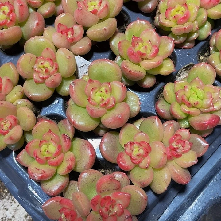 小苹果花1元带土发